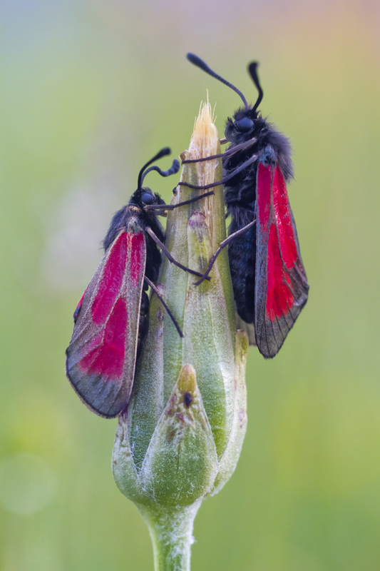 Zygaena  (Mesembrynus) erythrus? - No, Z. (M.) purpuralis